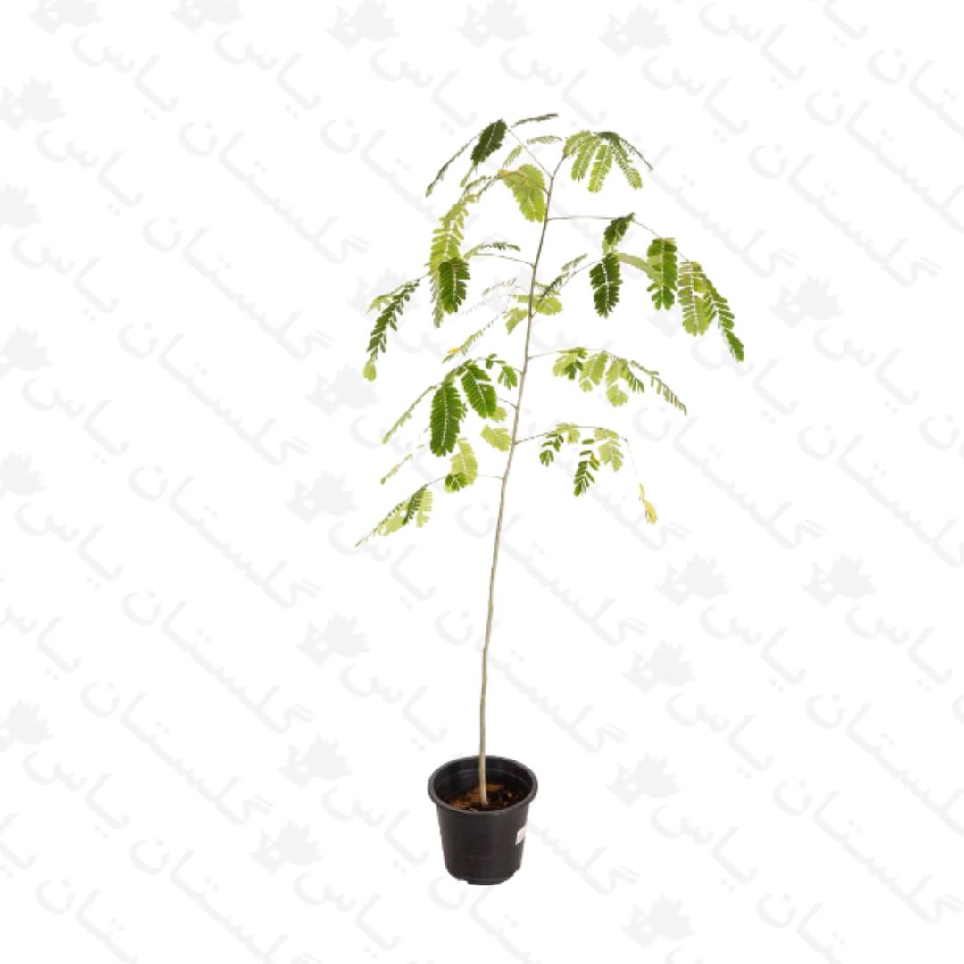 خرید عمده نهال ابریشم - مجتمع تولیدی گل و گیاه گلستان یاس
