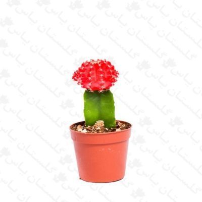 خرید عمده ژمینو پیوندی - مجتمع تولیدی گل و گیاه گلستان یاس