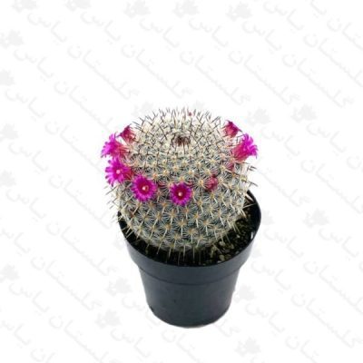 خرید عمده مامیلاریا - مجتمع تولیدی گل و گیاه گلستان یاس