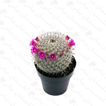 خرید عمده مامیلاریا - مجتمع تولیدی گل و گیاه گلستان یاس
