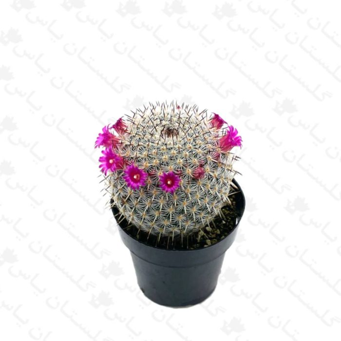 خرید عمده مامیلاریا - مجتمع تولیدی گل و گیاه گلستان یاس