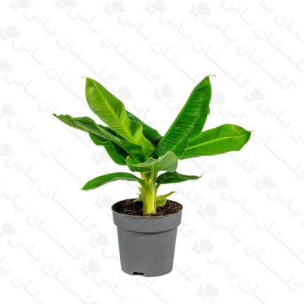 خرید عمده نهال موز - مجتمع تولیدی گل و گیاه گلستان یاس