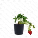 توت فرنگی - مجتمع تولیدی گل و گیاه گلستان یاس