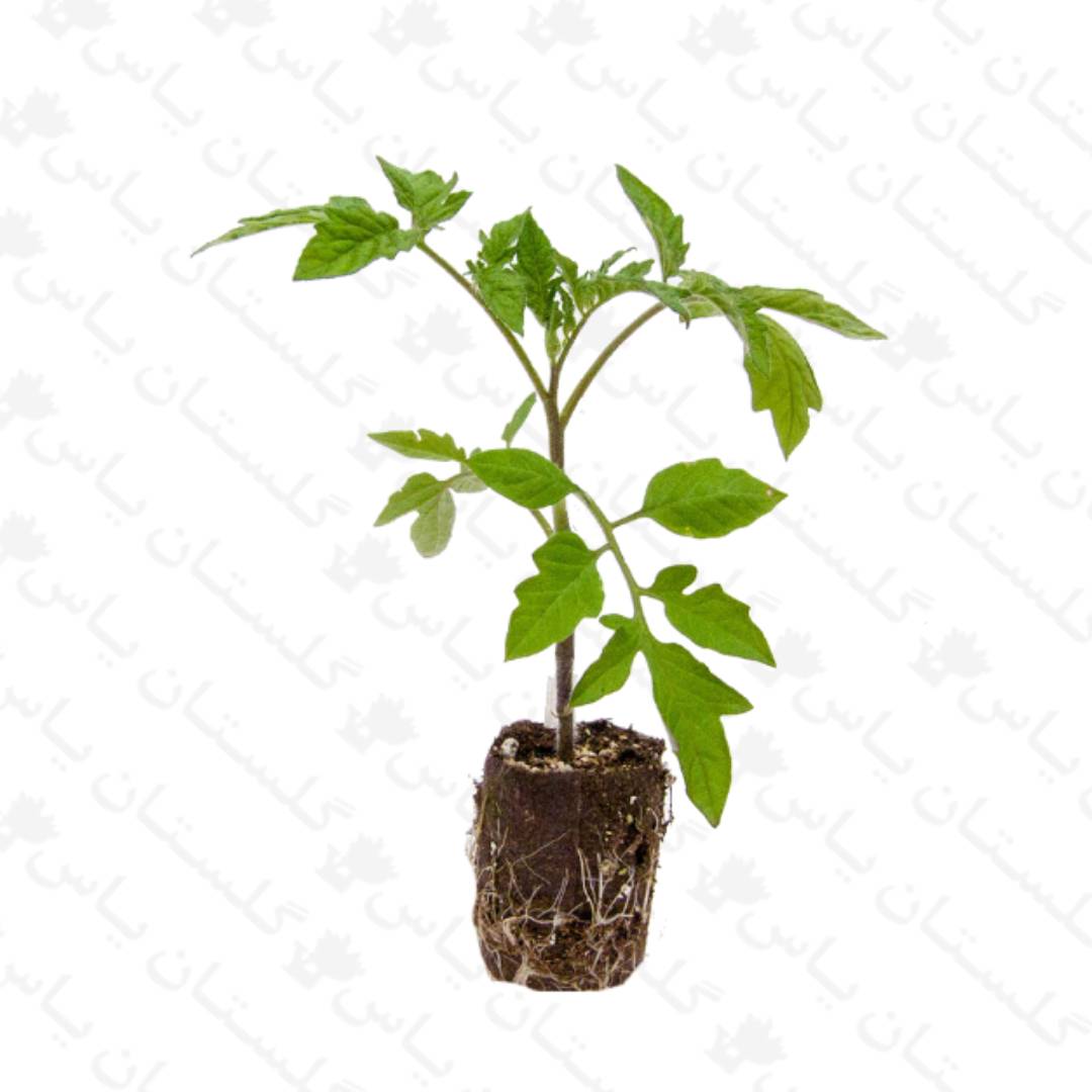 نشاء گوجه - مجتمع تولیدی گل و گیاه گلستان یاس