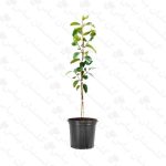 خرید عمده نهال خرمالو - مجتمع تولیدی گل و گیاه گلستان یاس
