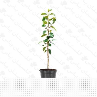 خرید عمده نهال خرمالو - مجتمع تولیدی گل و گیاه گلستان یاس