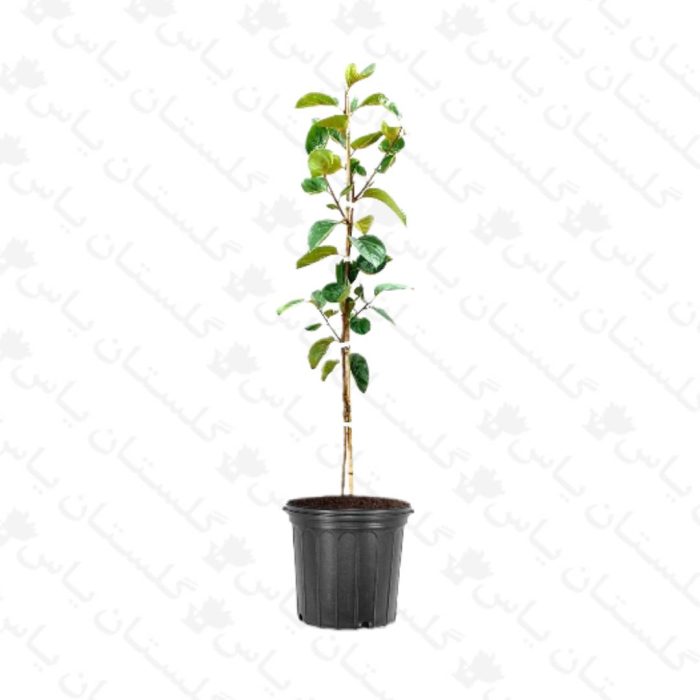 خرید عمده نهال خرمالو - مجتمع تولیدی گل و گیاه گلستان یاس