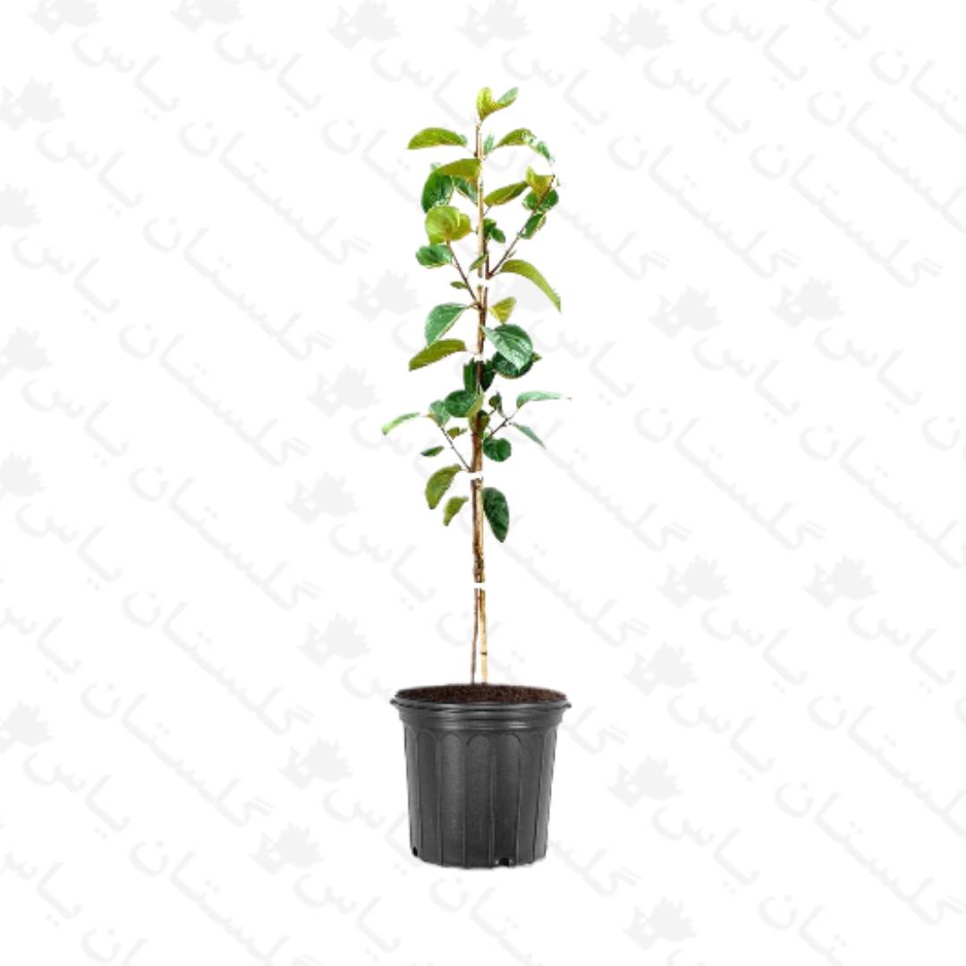 خرید عمده نهال خرمالو - مجتمع تولیدی گل و گیاه گلستان یاس