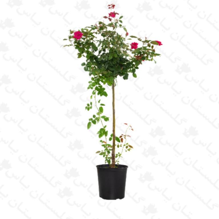 نسترن رونده (استواری) چوبدار - مجتمع تولیدی گل و گیاه گلستان یاس