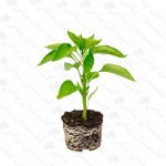 خرید عمده نشاء فلفل - مجتمع تولیدی گل و گیاه گلستان یاس