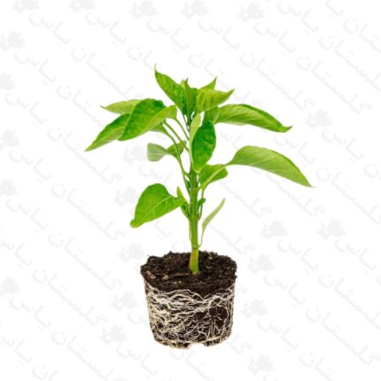خرید عمده نشاء فلفل - مجتمع تولیدی گل و گیاه گلستان یاس