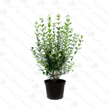 خرید عمده نهال ترون - مجتمع تولیدی گل و گیاه گلستان یاس