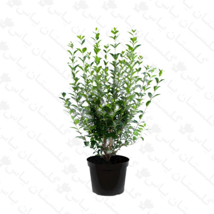 خرید عمده نهال ترون - مجتمع تولیدی گل و گیاه گلستان یاس