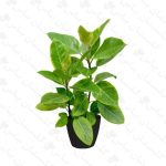 فیکوس التیسیما - مجتمع تولیدی گل و گیاه گلستان یاس