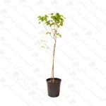 خرید نهال توت سفید - مجتمع تولیدی گل و گیاه گلستان یاس