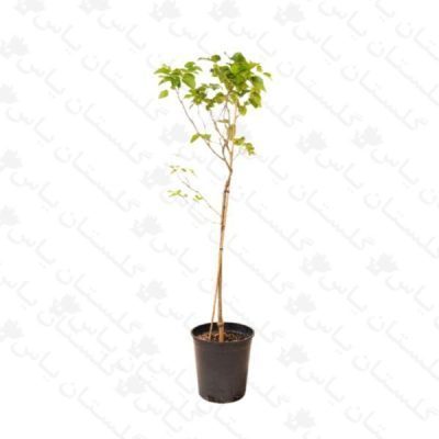 خرید نهال توت سفید - مجتمع تولیدی گل و گیاه گلستان یاس