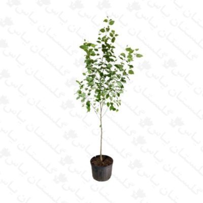 خرید عمده نهال بیدمشک - مجتمع تولیدی گل و گیاه گلستان یاس