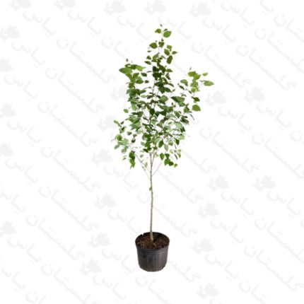 خرید عمده نهال بیدمشک - مجتمع تولیدی گل و گیاه گلستان یاس