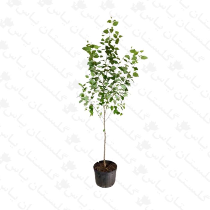 خرید عمده نهال بیدمشک - مجتمع تولیدی گل و گیاه گلستان یاس