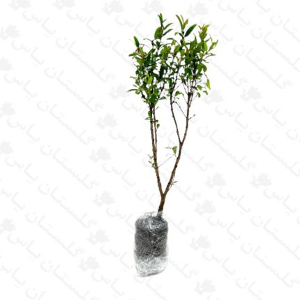 نهال انار خوراکی - مجتمع تولیدی گل و گیاه گلستان یاس