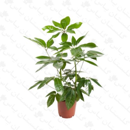 خرید عمده شفلرا آمیت - مجتمع تولیدی گل و گیاه گلستان یاس
