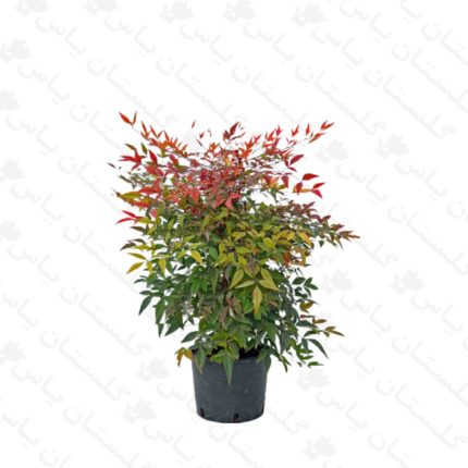 خرید عمده گیاه ناندینا - مجتمع تولیدی گل و گیاه گلستان یاس