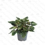 خرید عمده پپرومیا ابلق - مجتمع تولیدی گل و گیاه گلستان یاس