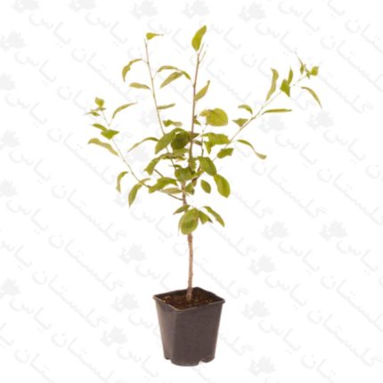 خرید عمده نهال پسته - مجتمع تولیدی گل و گیاه گلستان یاس