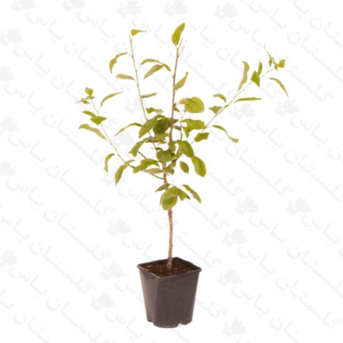 خرید عمده نهال پسته - مجتمع تولیدی گل و گیاه گلستان یاس