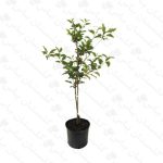 خرید عمده نهال آلو زرد - مجتمع تولیدی گل و گیاه گلستان یاس