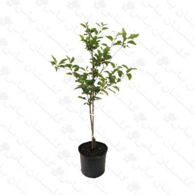 خرید عمده نهال آلو زرد - مجتمع تولیدی گل و گیاه گلستان یاس