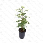 نهال عناب - مجتمع تولیدی گل و گیاه گلستان یاس