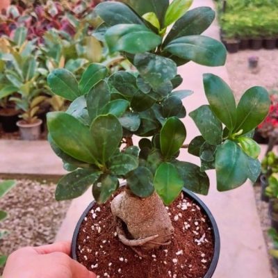 بنسای جنسینگ