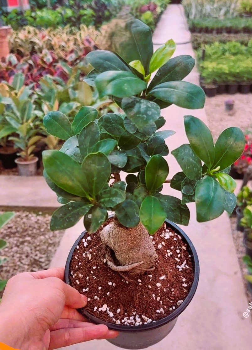 بنسای جنسینگ