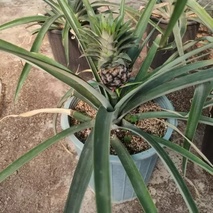 نهال آناناس
