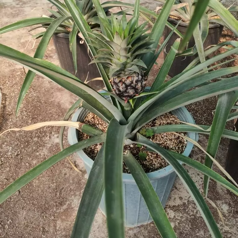 نهال آناناس
