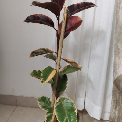 فیکوس شرابی