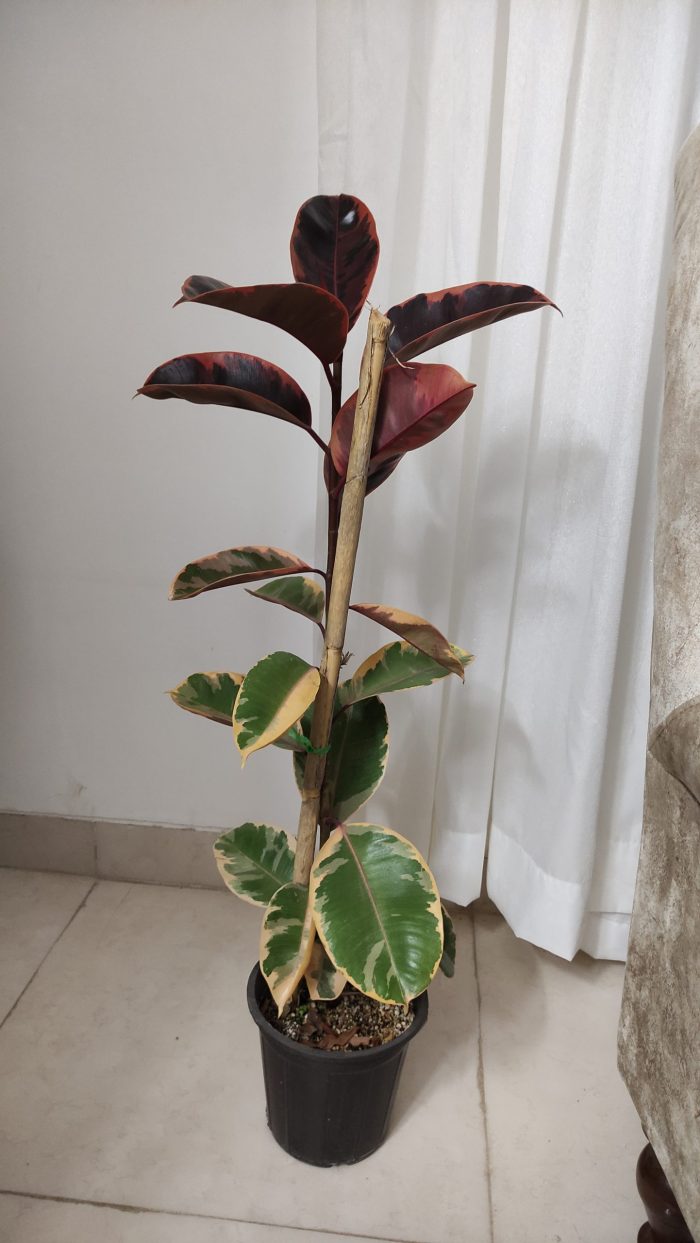 فیکوس شرابی