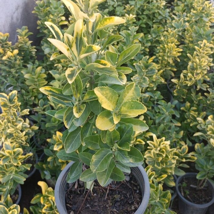 شمشاد طلایی