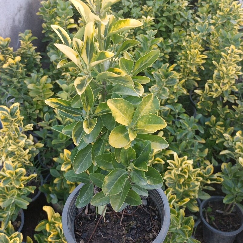 شمشاد طلایی