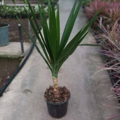 گل آپارتمانی یوکا