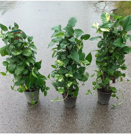 گل پتوس قیم دار(چماقی)