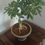 بنسای شفلرا سبز