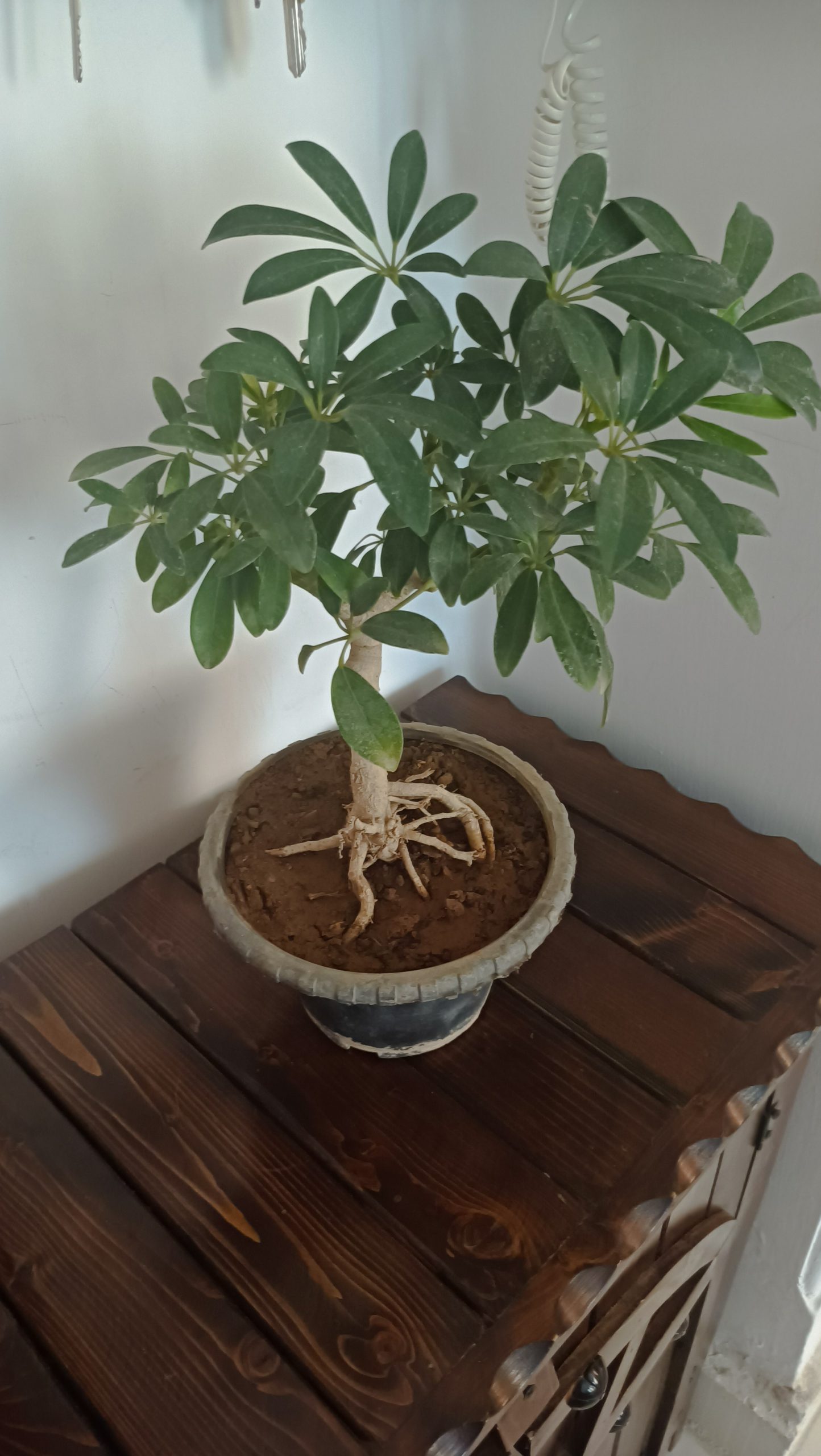 بنسای شفلرا سبز