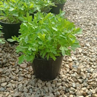 نشاء گوجه فرنگی