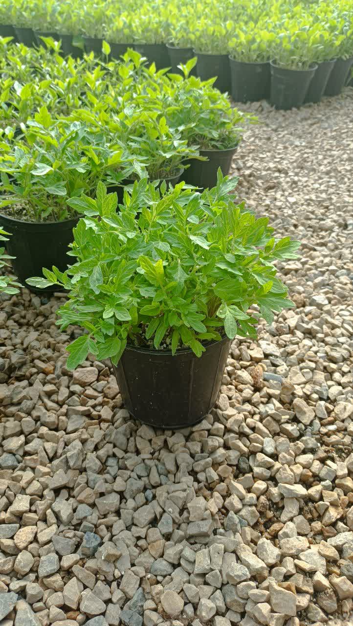 نشاء گوجه فرنگی