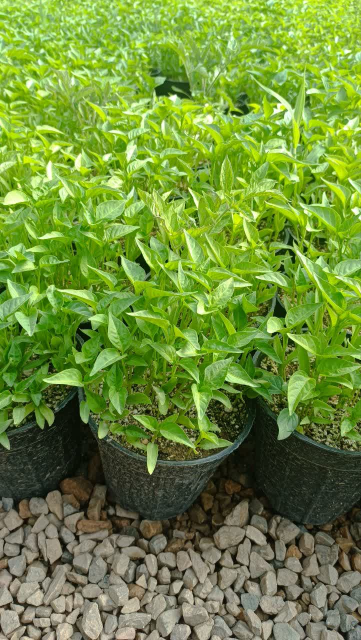 نشاء فلفل خوراکی
