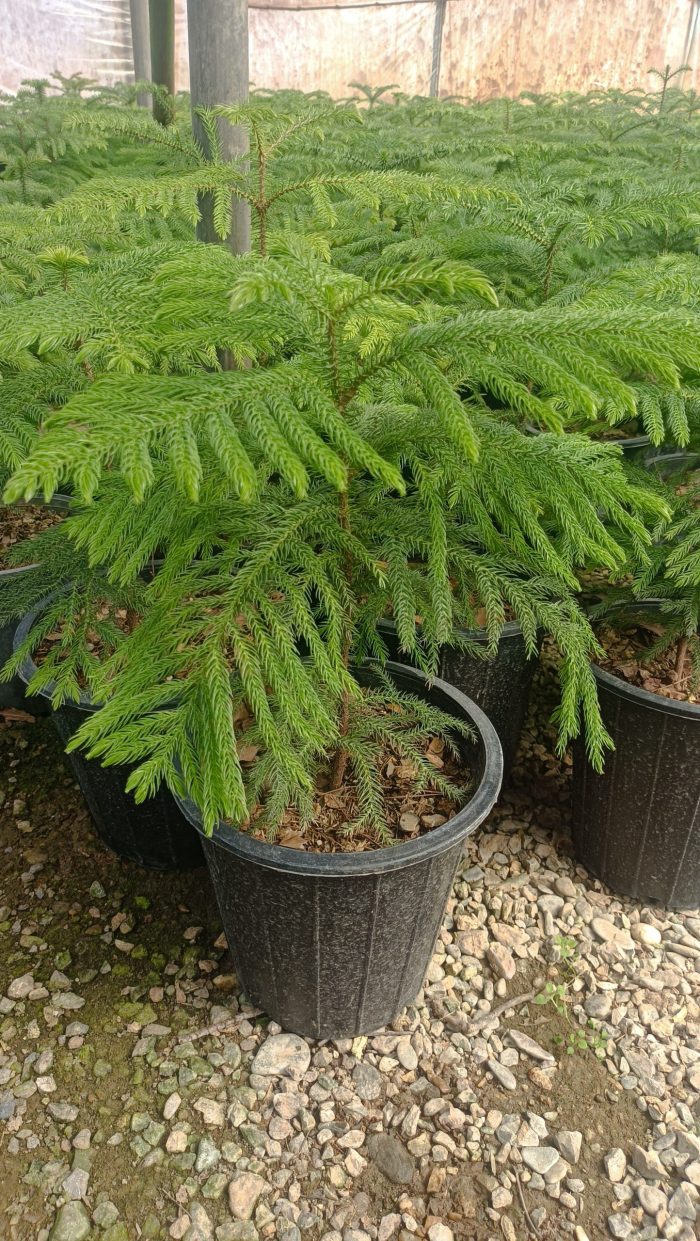 گل کاج مطبق