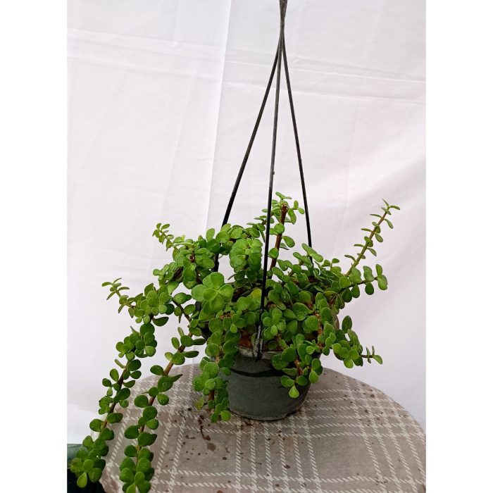 گل خرفه ای