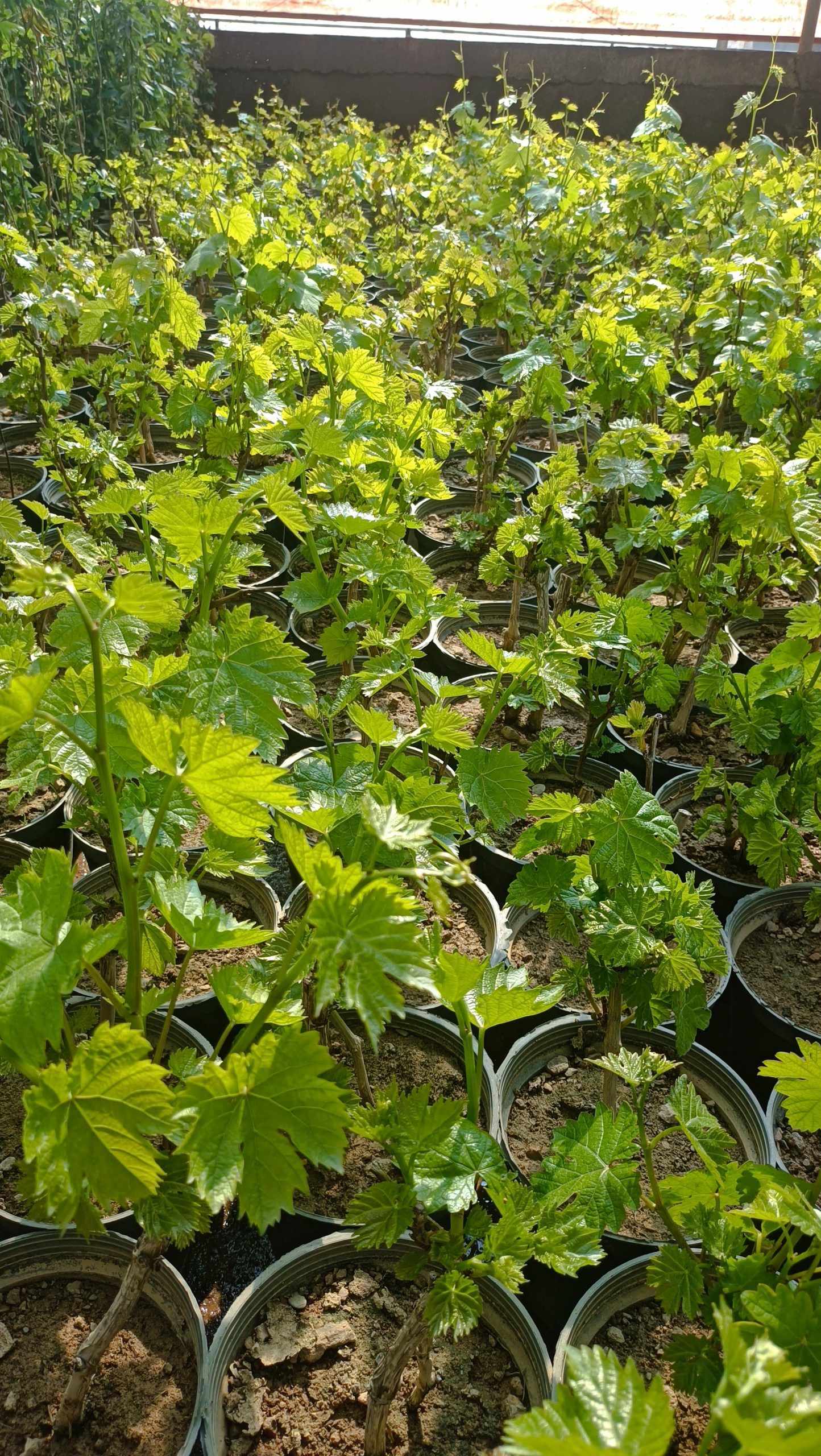 نهال انگور
